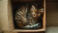 A top view of a contented kitten with soft fur resting peacefully in an empty cardboard box