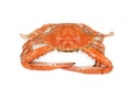 Top view Cooked blue swimmer crab or Sand crab Royalty Free Stock Photo