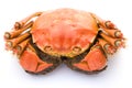 Top view cooked crab