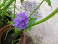 Top view, copy space and gardening concept of monochoria vaginalis caladium flower plant.