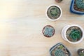 Top view and copy with wooden background, Variety of cactus in flower pot.