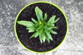 Top view of Coreopsis grandiflora growing in the pot