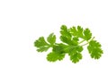 Top view of coriander leaves isolated on white background Royalty Free Stock Photo