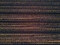 Top view of corn field furrows Royalty Free Stock Photo