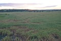 Top view of the corn fields. Sunset sky. Royalty Free Stock Photo