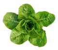 Top view cos lettuce vegetable isolated on white background with clipping path Royalty Free Stock Photo