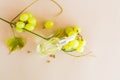 The top view of the cosmetic transparent bottle with organic product on the grape seeds lies on clusters of green grapes. beige