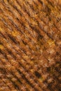 Top view of cottonwood aspen tree forest in autumn