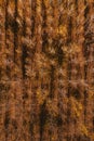 Top view of cottonwood aspen tree forest in autumn