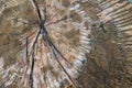 Top view of cracked cut wood log surface texture Royalty Free Stock Photo