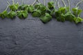 Frame of green clover leaves on the dark surface.Empty space Royalty Free Stock Photo