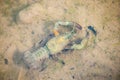 Top view of a crayfish in shallow water Royalty Free Stock Photo