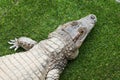 Top view of crocodile Royalty Free Stock Photo