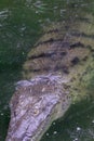 Top view of crocodile swimming, Nicaragua river