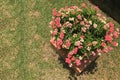 Top view crown of thorns on grass background,copy space