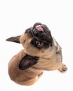 top view of curious french bulldog dog sticking out tongue and looking up Royalty Free Stock Photo