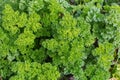 Top view of curly leaf parsley growing on field Royalty Free Stock Photo