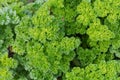 Top view of curly leaf parsley growing on field Royalty Free Stock Photo