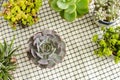 Top view of curly purple Echeveria shaviana succulent plant pot