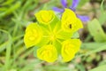 Top view of cushion spurge (Euphorbia polychroma) with an insect