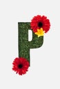 Top view of cut out P letter on green grass background with red gerberas and yellow daffodil isolated on white.