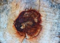 On the top view, cut the tree, see the marks that make the pattern inside the wood surface. Royalty Free Stock Photo