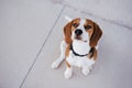 Top view of cute beagle dog outdoors sitting on the ground. Pets concept Royalty Free Stock Photo