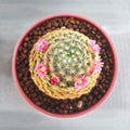 Top view of cactus in pot is blooming in pink, Mammillaria schiedeana Royalty Free Stock Photo