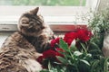 Top view of cute cat sitting on window sill with beautiful red p Royalty Free Stock Photo