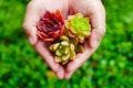 Top view cute colorful flora succulent plant in woman hand