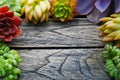 Top view cute colorful succulent plant with copy space for text on wooden table background.