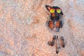 Top view cute dog of dachshund, black and tan, buried in the sand at the beach sea on summer vacation holidays, wearing red sungla Royalty Free Stock Photo