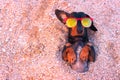 Top view cute dog of dachshund, black and tan, wearing red sunglasses, having relax and enjoying buried in the sand at the beach o Royalty Free Stock Photo