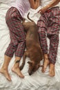 Cute dog lay and rest with couple on bed at home