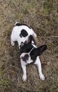 Top view of a cute french bulldog lying in the garden Royalty Free Stock Photo