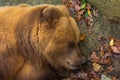 Top view of a cute grizzly bear sleeping on the ground covered in bright autumn leaves