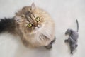 Top view of cute happy british longhair chinchilla persian kitten cat standing next mouse doll and looking up at camera owner and