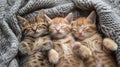Top view of cute kittens sleeping on woolly blanket Royalty Free Stock Photo