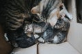 Top view of cute newborn cats sleeping in a paper box