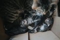 Top view of cute newborn cats sleeping in a paper box