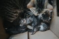 Top view of cute newborn cats sleeping in a paper box