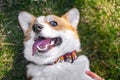 Top view of a cute puppy dog pembroke welsh corgi lying on green grass Royalty Free Stock Photo