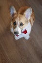 Top view of a cute puppy of a red Corgi dog sitting on a wooden floor in a smart bow tie and loyally looking up