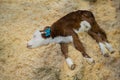 Top view: cute sleepy brown and white calf resting and lying on ground Royalty Free Stock Photo