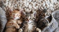 Top view of cute sleepy kittens laying on woolly blanket Royalty Free Stock Photo