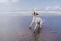 Top view of cute small jack russell terrier dog at the beach catching delicious treats. Pets outdoors and lifestyle. Summer