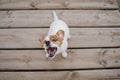 Top view of cute small jack russell terrier dog sitting on a wood bridge outdoors and eating delicious treats. Pets outdoors and Royalty Free Stock Photo