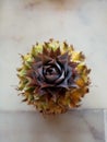 Top view of a cute small pineapple fruit