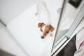 top view of cute wet jack russell dog standing in shower ready for bath time. Pets indoors at home Royalty Free Stock Photo