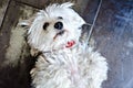 Top view of a cute white Bichon Maltes puppy lying on the ground. Royalty Free Stock Photo